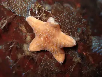 Leather Star