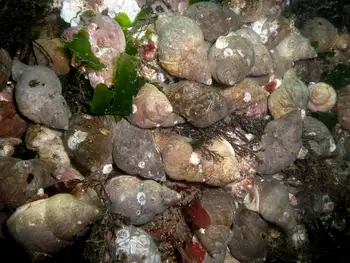 Snails