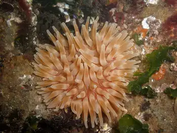 Swimming Anemone