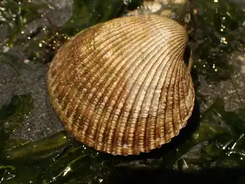 Clam