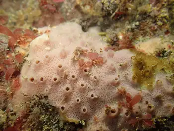 Red Brown Encrusting Sponge