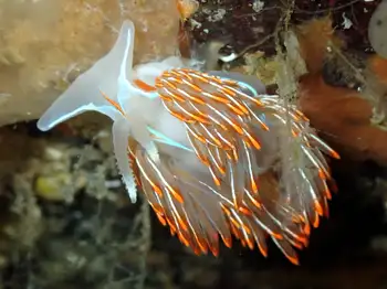 Horned Nudibranch