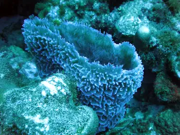 Azure Vase Sponge