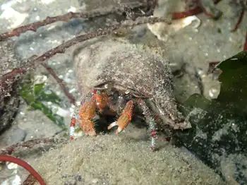 Bering Hermit Crab