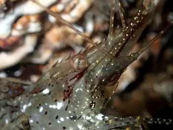 Coonstripe Shrimp