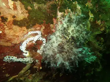Eggs Red Dendronotid