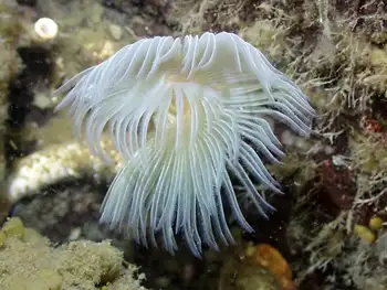 Feather Duster Worm