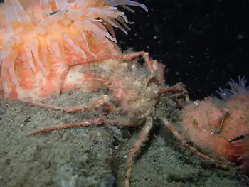 Sharp Nosed Crab