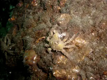 Sharp Nosed Crab