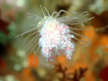Fairy Palm Hydroid