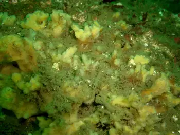 Bread Crumb Sponge