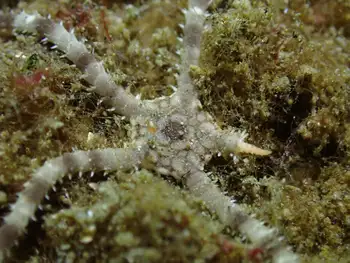 Gray Brittle Star