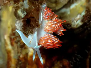 Opalescent Nudibranch