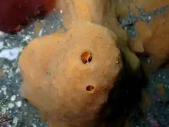 Peach Ball Sponge