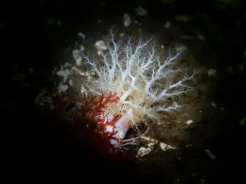 Pale Sea Cucumber