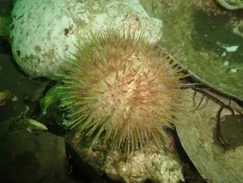 White Sea Urchin