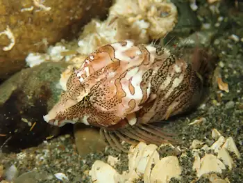 Grunt Sculpin
