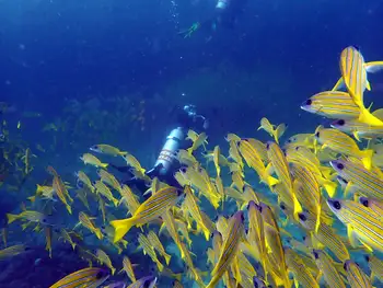 Bluestripe Snapper