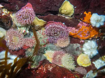 Painted Anemones