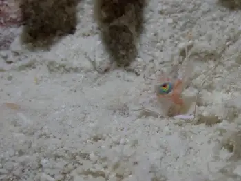 Shrimp