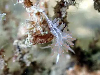 Opalescent Nudibranch