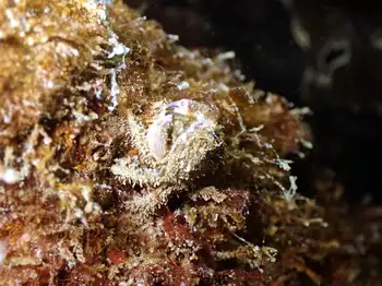 Pygmy Rock Crab
