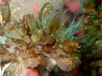 Hydroids