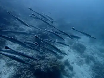 remora