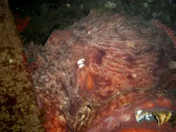 Giant Pacific Octopus