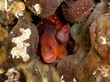 Longfin Gunnel