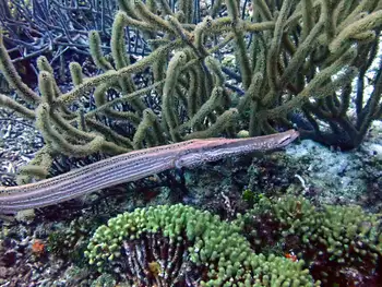 Trumpetfish