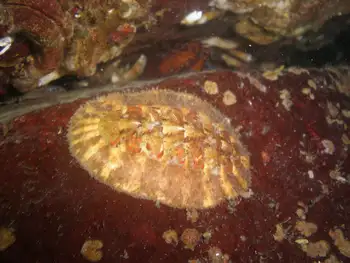 red flecked mopalia chiton