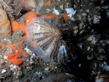 Rough Keyhole Limpet