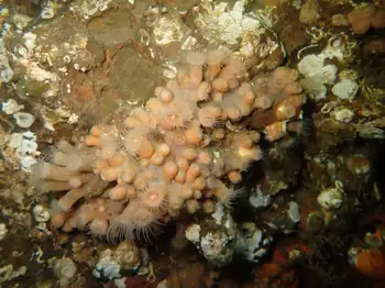 Orange Zoanthids