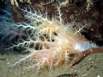 Pale Sea Cucumber