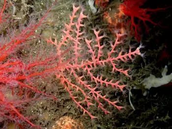 Dwarf Red Gorgonian Coral