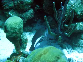 Queen Parrotfish
