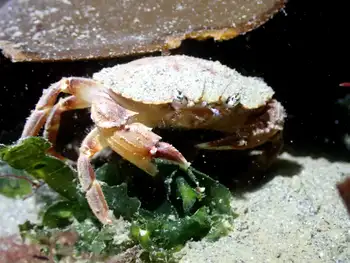 Dungeness Crab