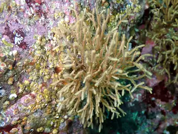 Stick Bryozoan