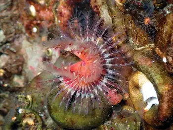 Orange Feather Duster Worm