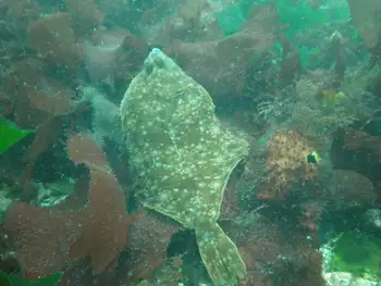 Flounder