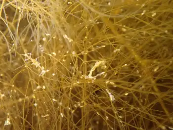 Alaskan Skeleton Shrimp