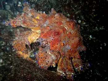 Puget Sound King Crab