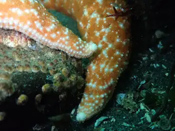 Mottled Star