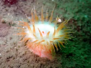 Painted Anemone