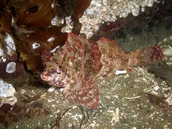 Painted Greenling