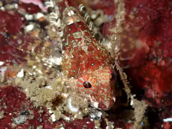 Scalyhead Sculpin