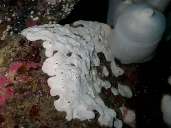 White Glove Leather Tunicate