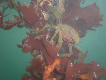 Northern Kelp Crab