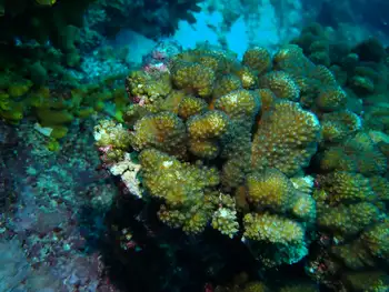 Pocillopora Coral